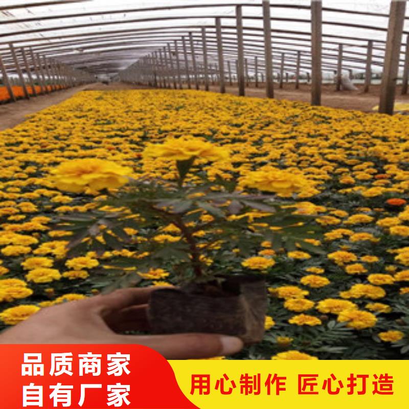 【花海景观】耐寒耐旱草花基地应用广泛