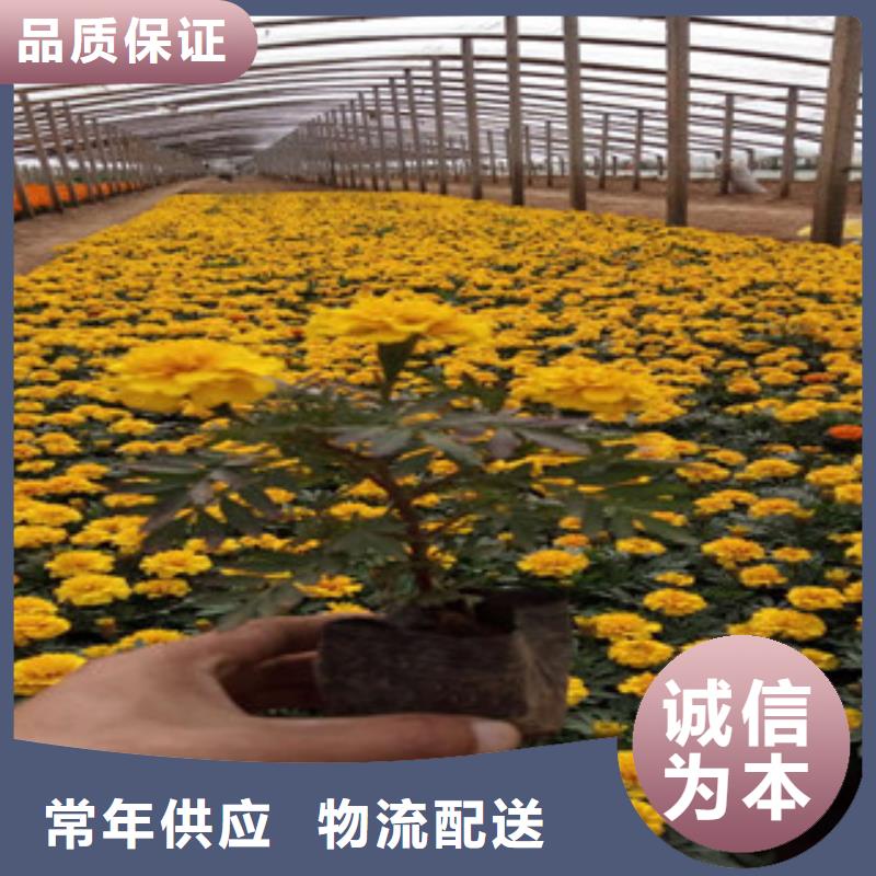 花海景观观赏草/蒲苇狼尾草货源充足