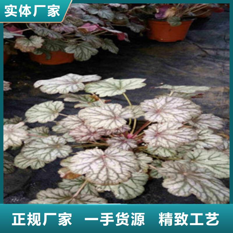 花海景观观赏草/蒲苇狼尾草货源充足