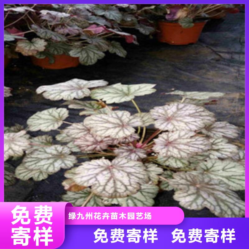 花海景观时令花卉/绿化草花价格厂家规格全