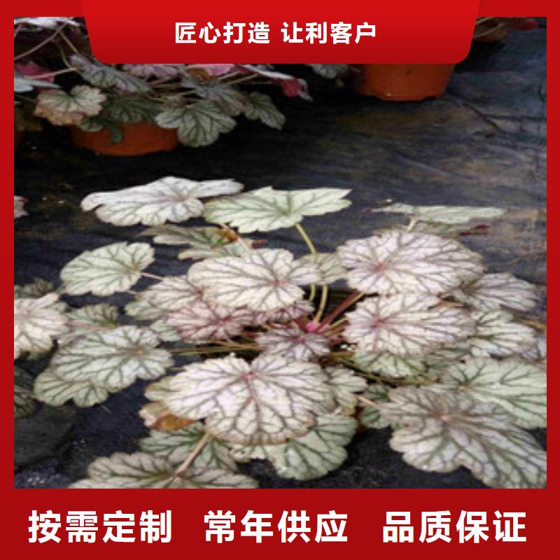 花海景观时令花卉/绿化草花价格货品齐全