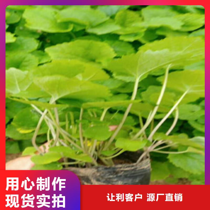 花海景观时令花卉/绿化草花价格厂家规格全