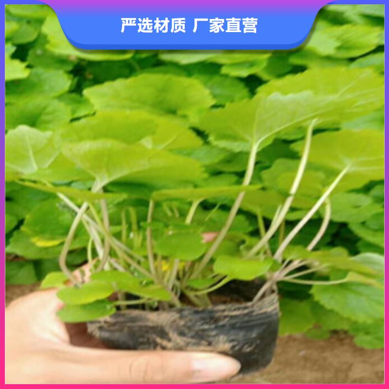 花海景观,花海景观工程工厂认证