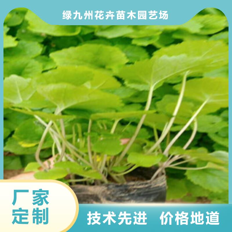 花海景观-【柳叶马鞭草/薰衣草】甄选好物