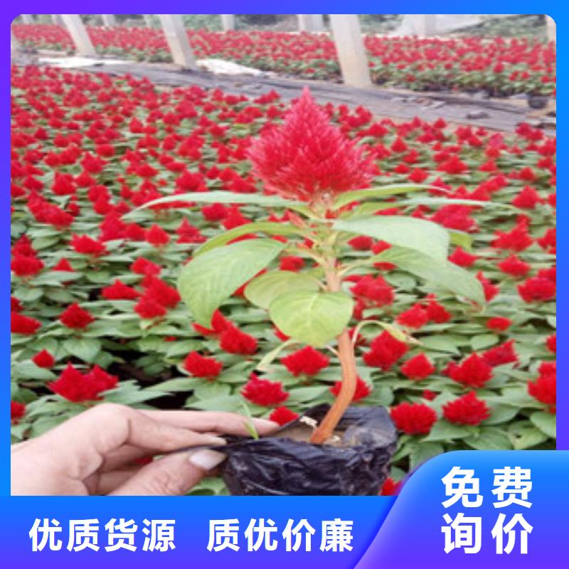 花海景观,花海景观工程工厂认证