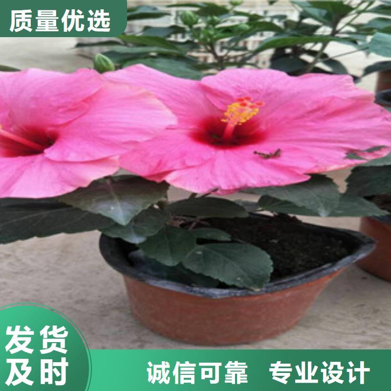 花海景观_耐寒耐旱草花基地实力优品