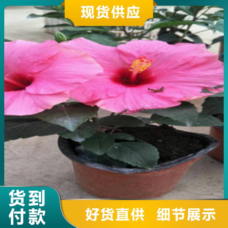 花海景观时令花卉/绿化草花价格满足客户所需