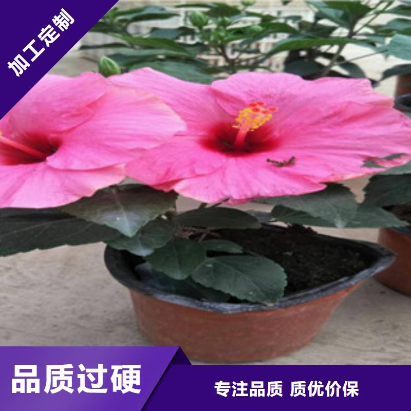 花海景观耐寒耐旱草花基地老品牌厂家