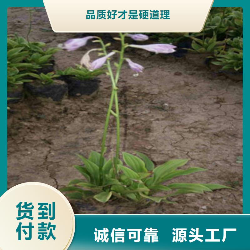 花海景观花海景观工程从源头保证品质