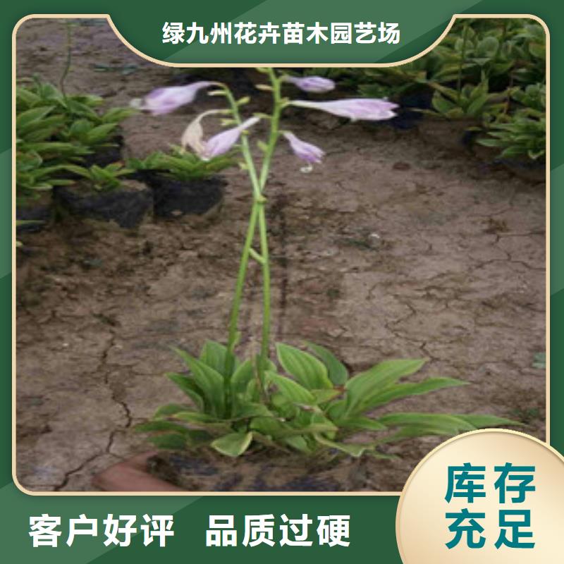 【花海景观】柳叶马鞭草/薰衣草支持拿样