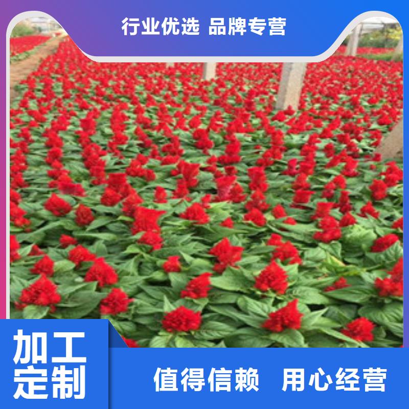 【花海景观】五一国庆草花批发保质保量