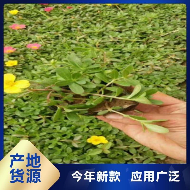 【花海景观】五一国庆草花批发保质保量