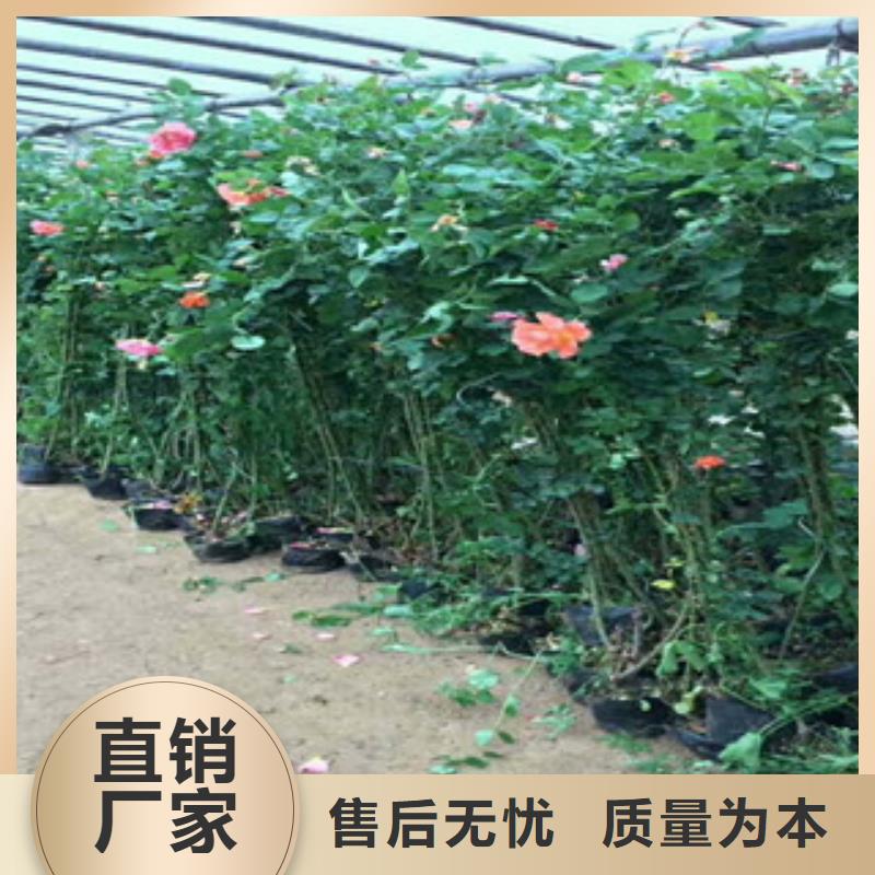 花海景观五一国庆草花批发厂家大量现货