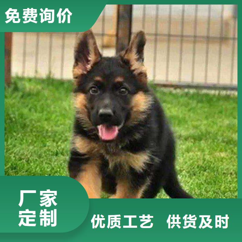 德国牧羊犬拉布拉多犬发货迅速
