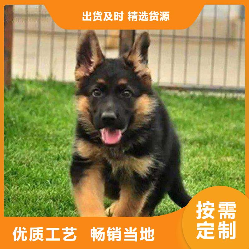 德国牧羊犬_比特犬自有厂家