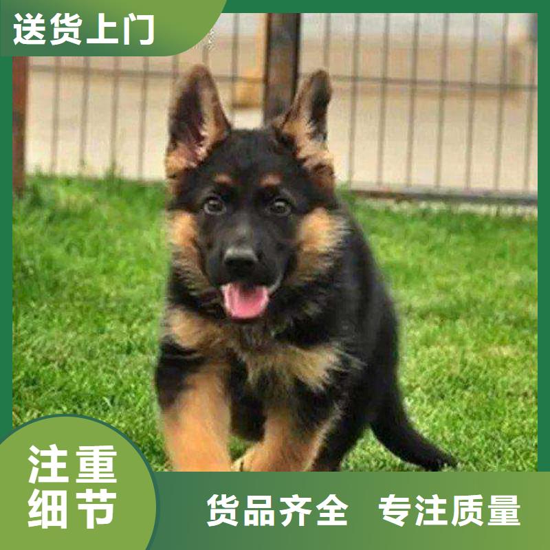 德国牧羊犬-马犬好产品有口碑