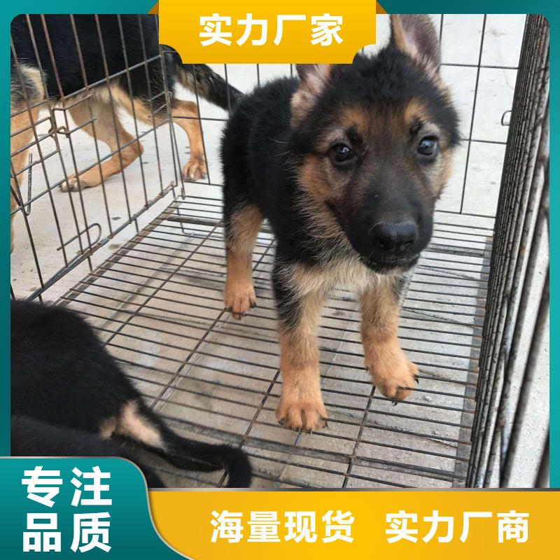 德国牧羊犬罗威纳犬支持定制批发