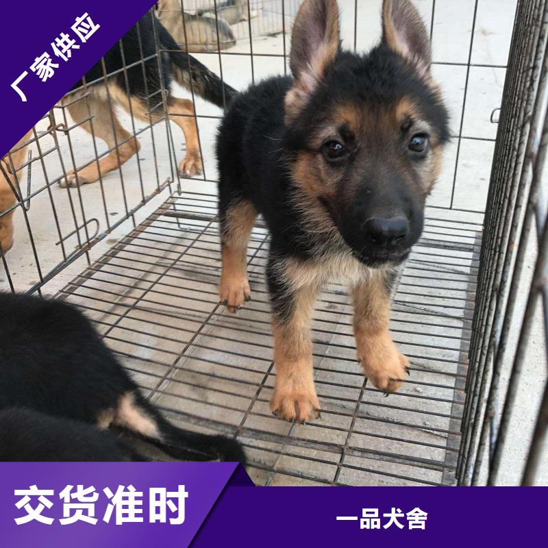 【德国牧羊犬】杜宾犬产品细节