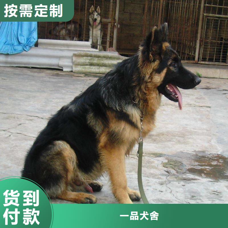 德国牧羊犬马犬敢与同行比质量