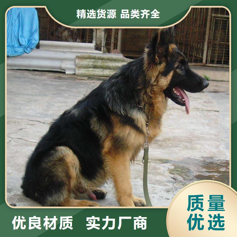 德国牧羊犬德牧犬厂家案例