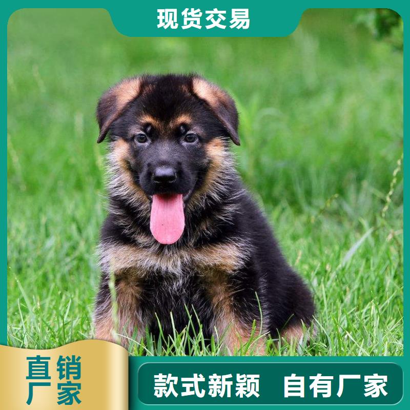 【德国牧羊犬】罗威纳犬品质保障价格合理