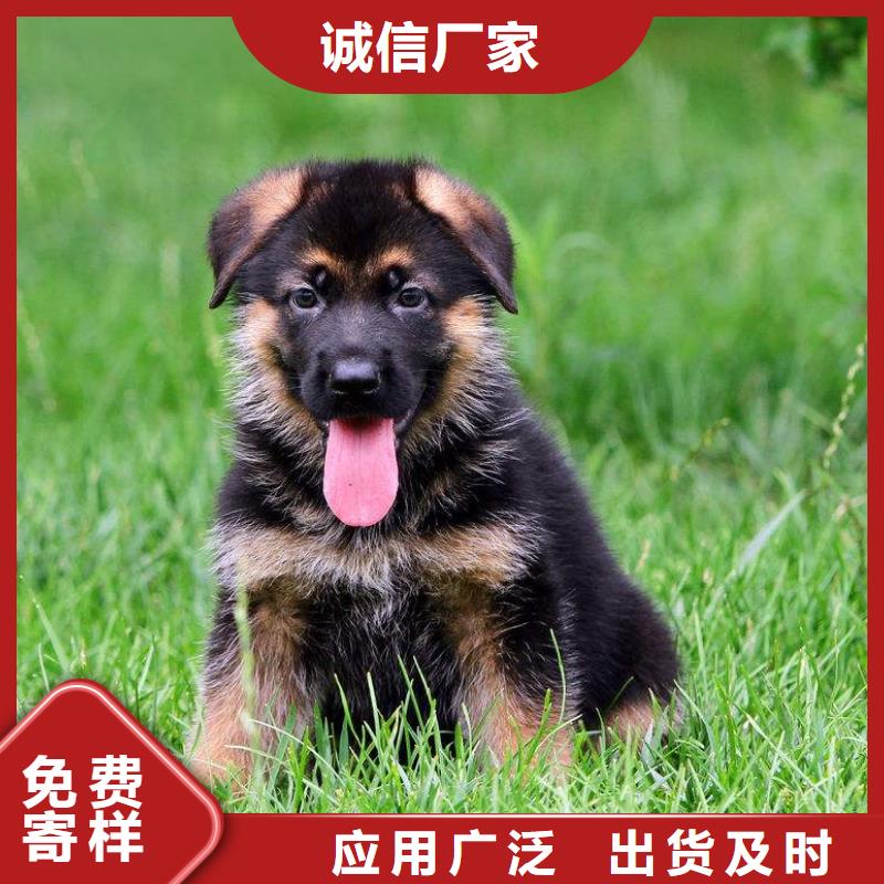 德国牧羊犬_【马犬】实拍展现