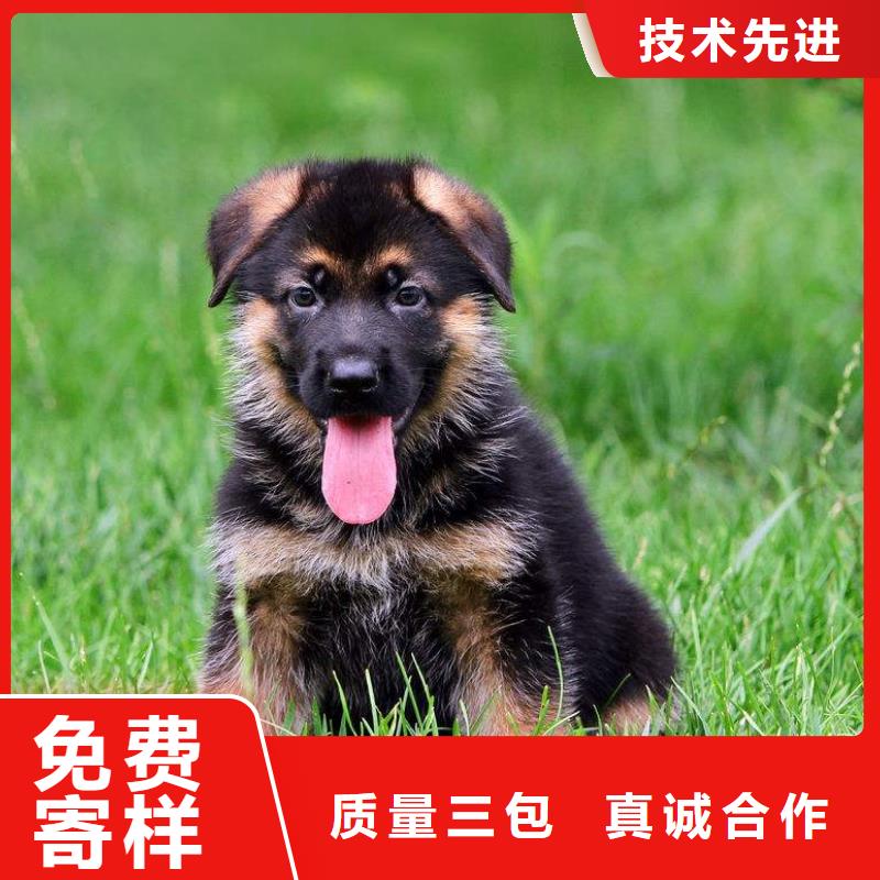 德国牧羊犬-马犬好产品有口碑