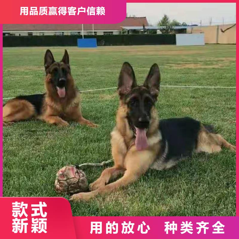 【德国牧羊犬】罗威纳犬工厂直销