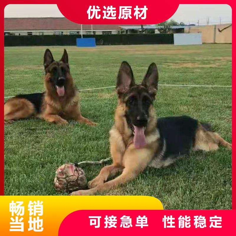 【德国牧羊犬】-马犬自有厂家