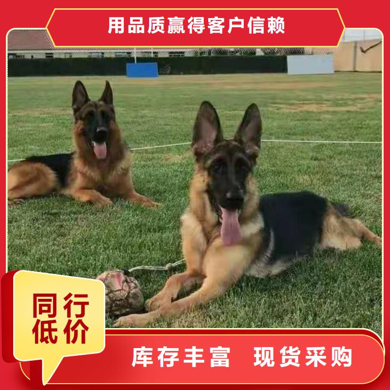 德国牧羊犬,马犬一站式采购商家