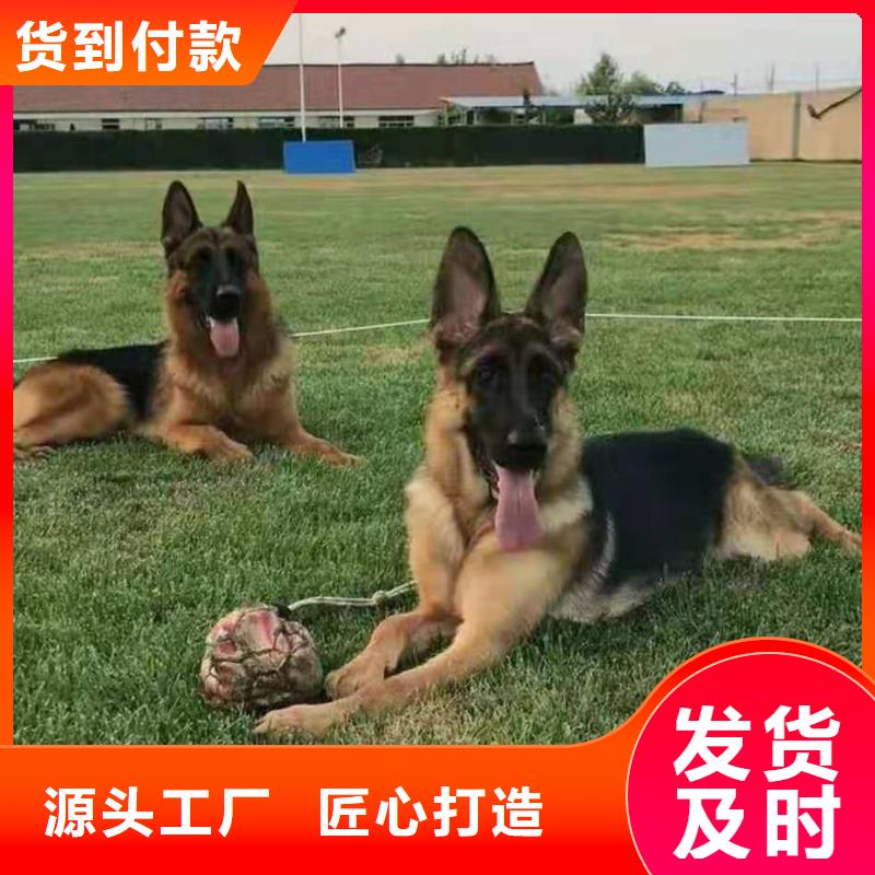 德国牧羊犬-罗威纳犬支持定制加工