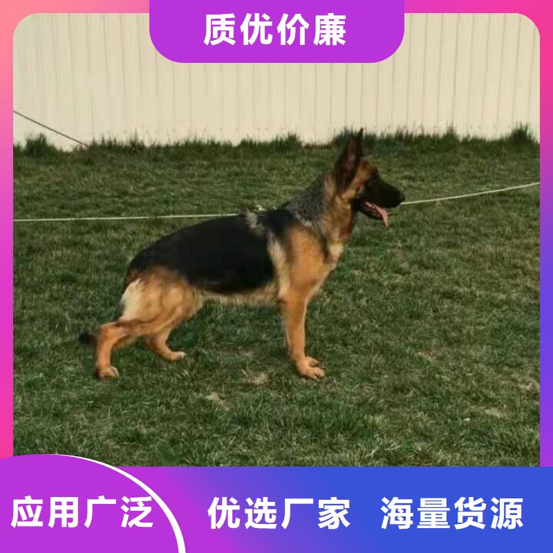 德国牧羊犬德牧犬专注生产N年