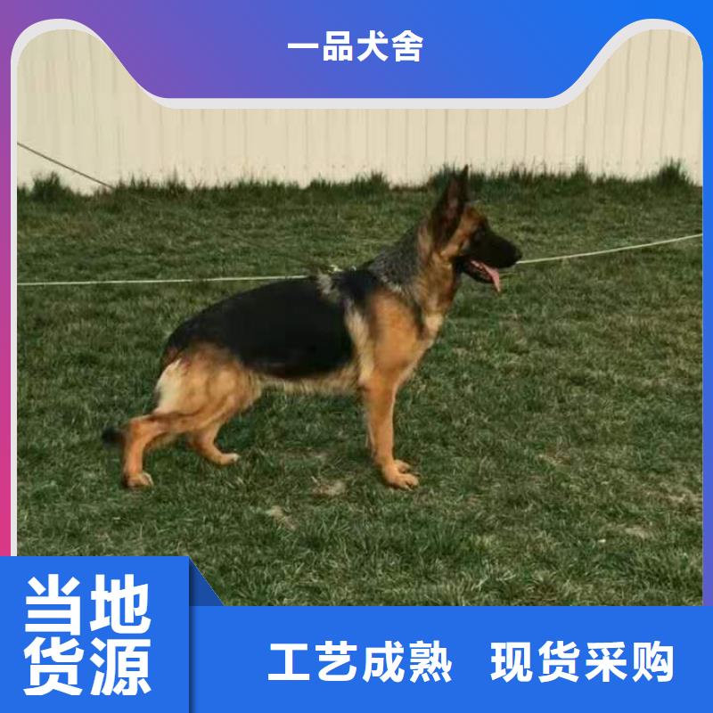 德国牧羊犬马犬使用寿命长久