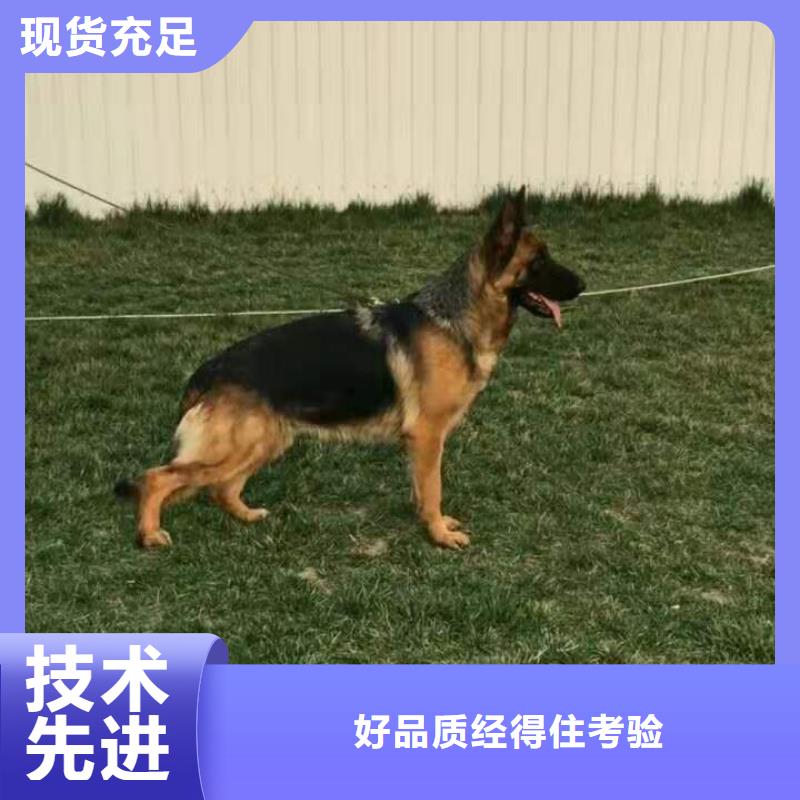 德国牧羊犬杜高犬客户好评