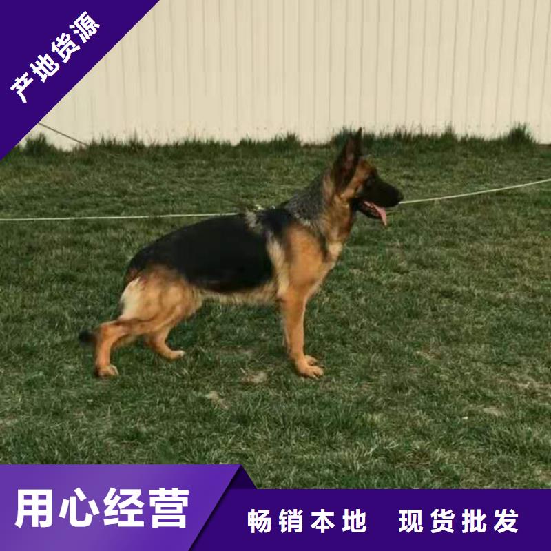 德国牧羊犬杜高犬今年新款