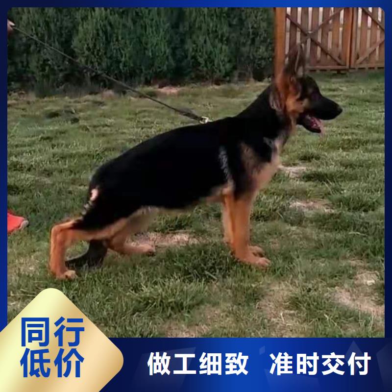 德国牧羊犬,杜宾犬产地直销