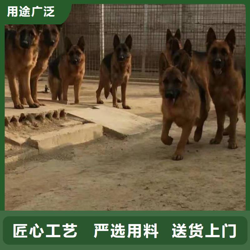 德国牧羊犬黑狼品质做服务