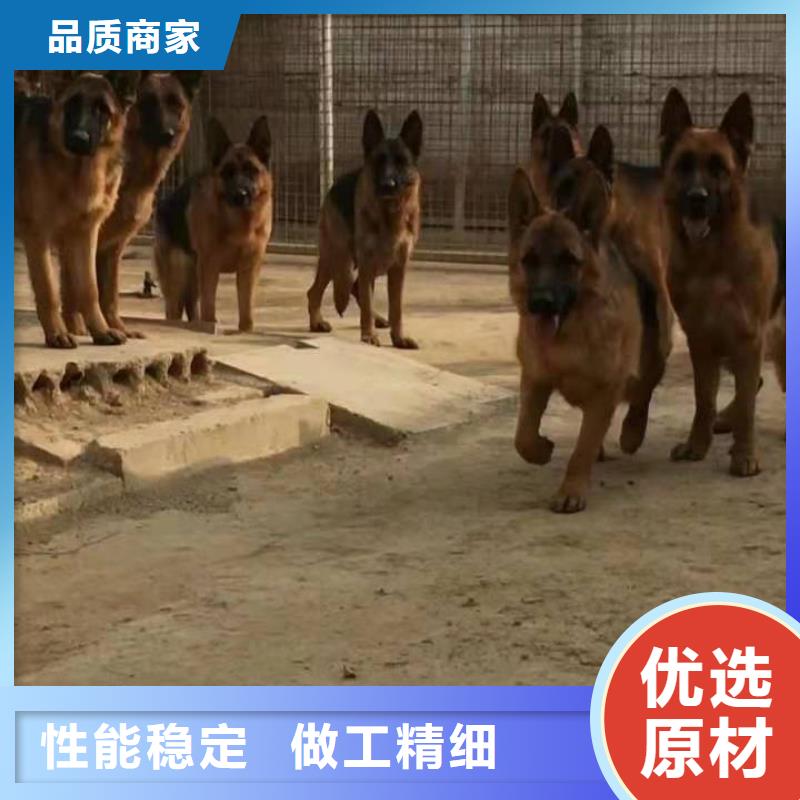 德国牧羊犬_比特犬自有厂家