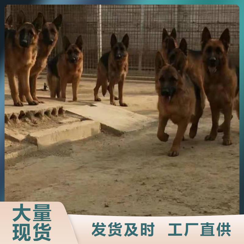 德国牧羊犬_马犬品质优选