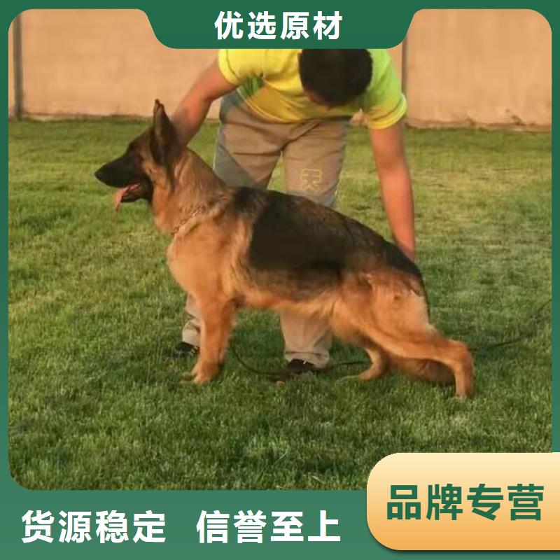 德国牧羊犬-马犬好产品有口碑