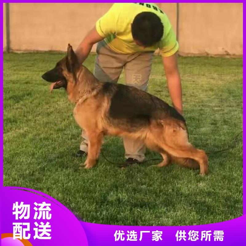 德国牧羊犬【卡斯罗犬】价格地道