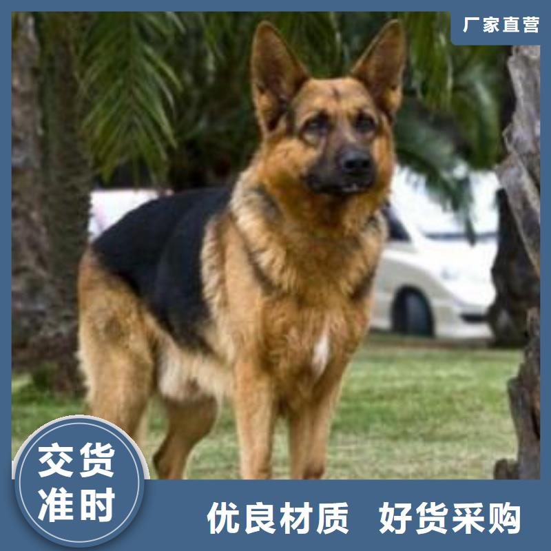 德国牧羊犬杜宾犬研发生产销售