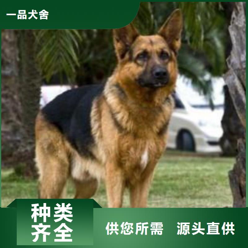 德国牧羊犬马犬满足客户需求