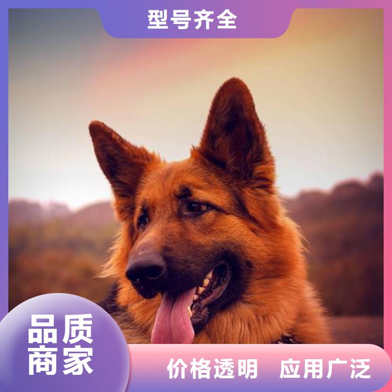 德国牧羊犬-马犬好产品有口碑