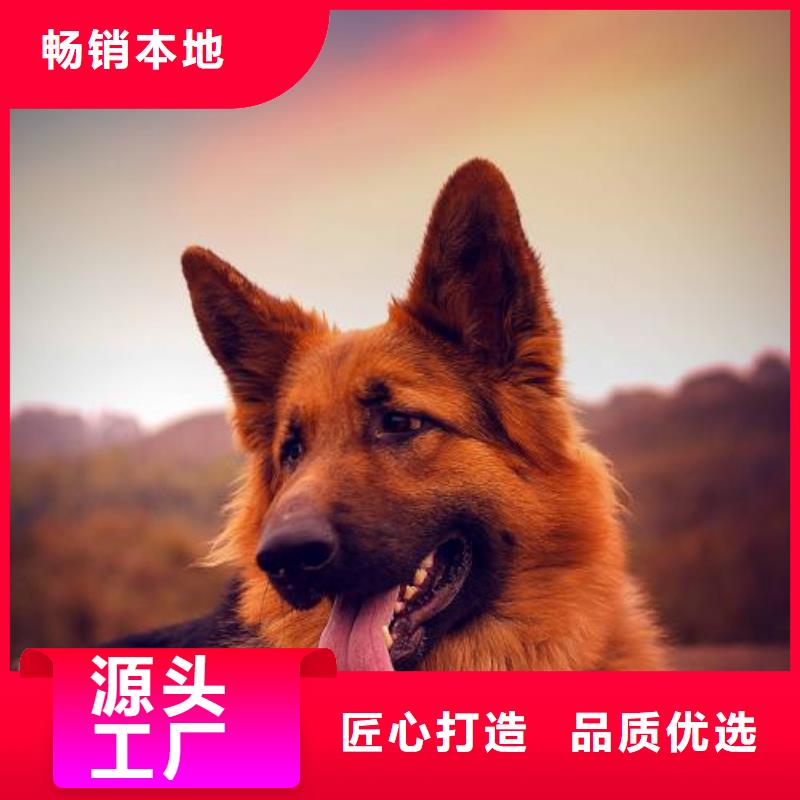 【德国牧羊犬】罗威纳犬工厂直销