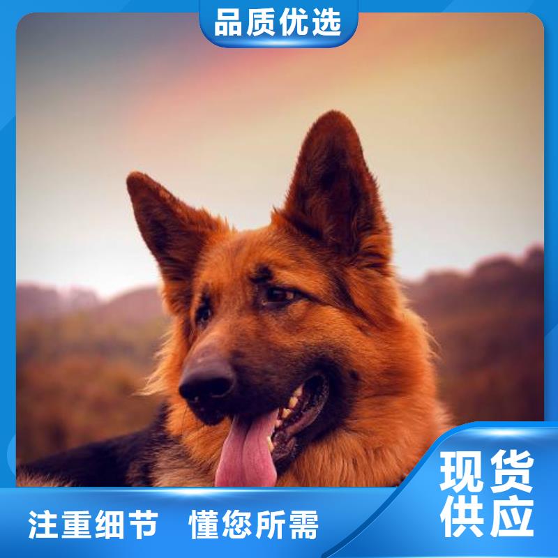 德国牧羊犬罗威纳犬品质卓越