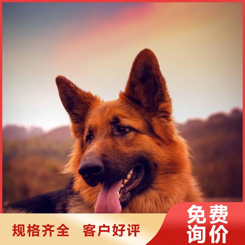 德国牧羊犬,德牧犬的图文介绍