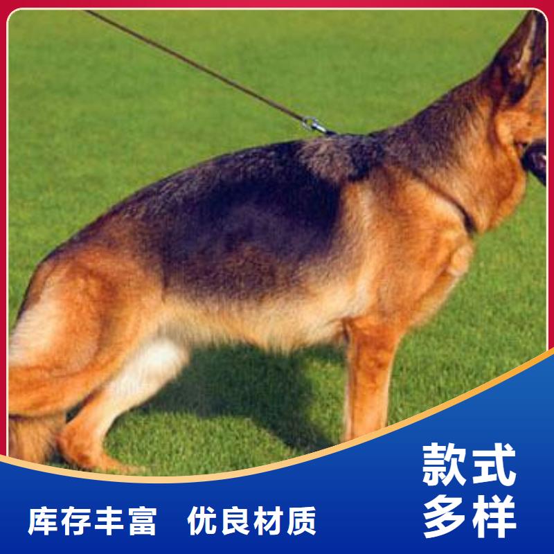 德国牧羊犬德牧犬正规厂家