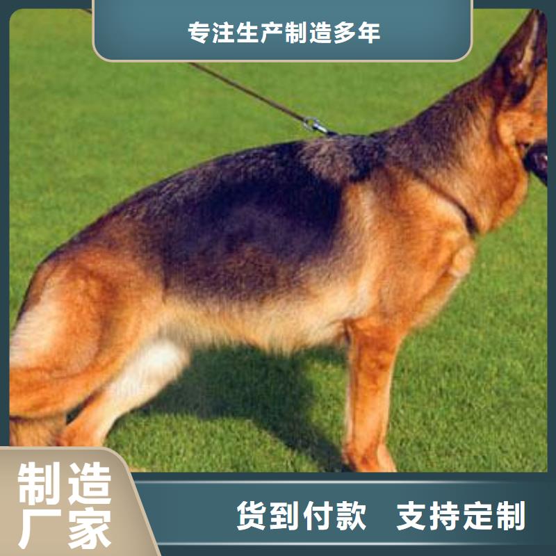 德国牧羊犬拉布拉多犬厂家质量过硬