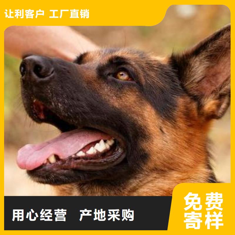 德国牧羊犬马犬满足客户需求